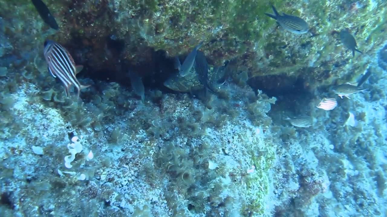 Spongebob diving in Cyprus YouTube