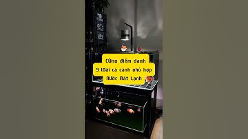 Điểm danh 9 loài cá cảnh yêu thích nước mát lạnh - Nuôi cá dưỡng tâm