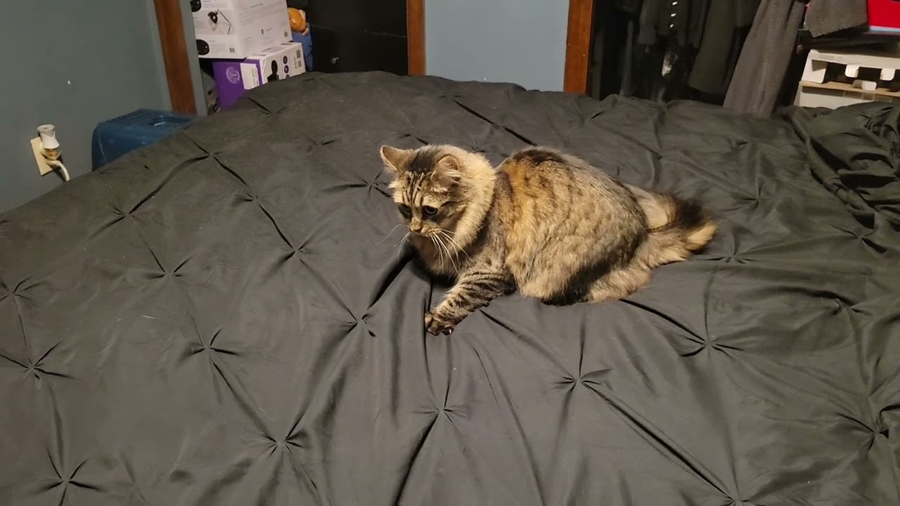 Nikita Eats A Moth And Then Runs Around Playing As If She Ate Catnip Nikita Eats A Moth And Then Runs Around Playing As If She Ate Catnip