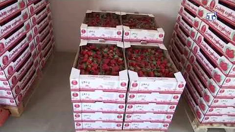 В Крыму начался сезон клубники