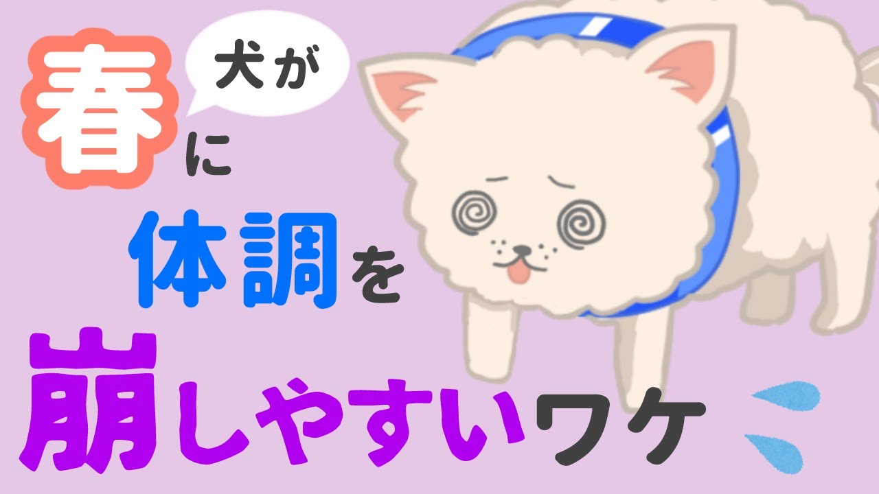 犬の元気 食欲がない 春の体調不良に多い3つの原因 Youtube