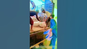 Aerial Unloading: The Mid-Air Slit That Separates Grain from Bag