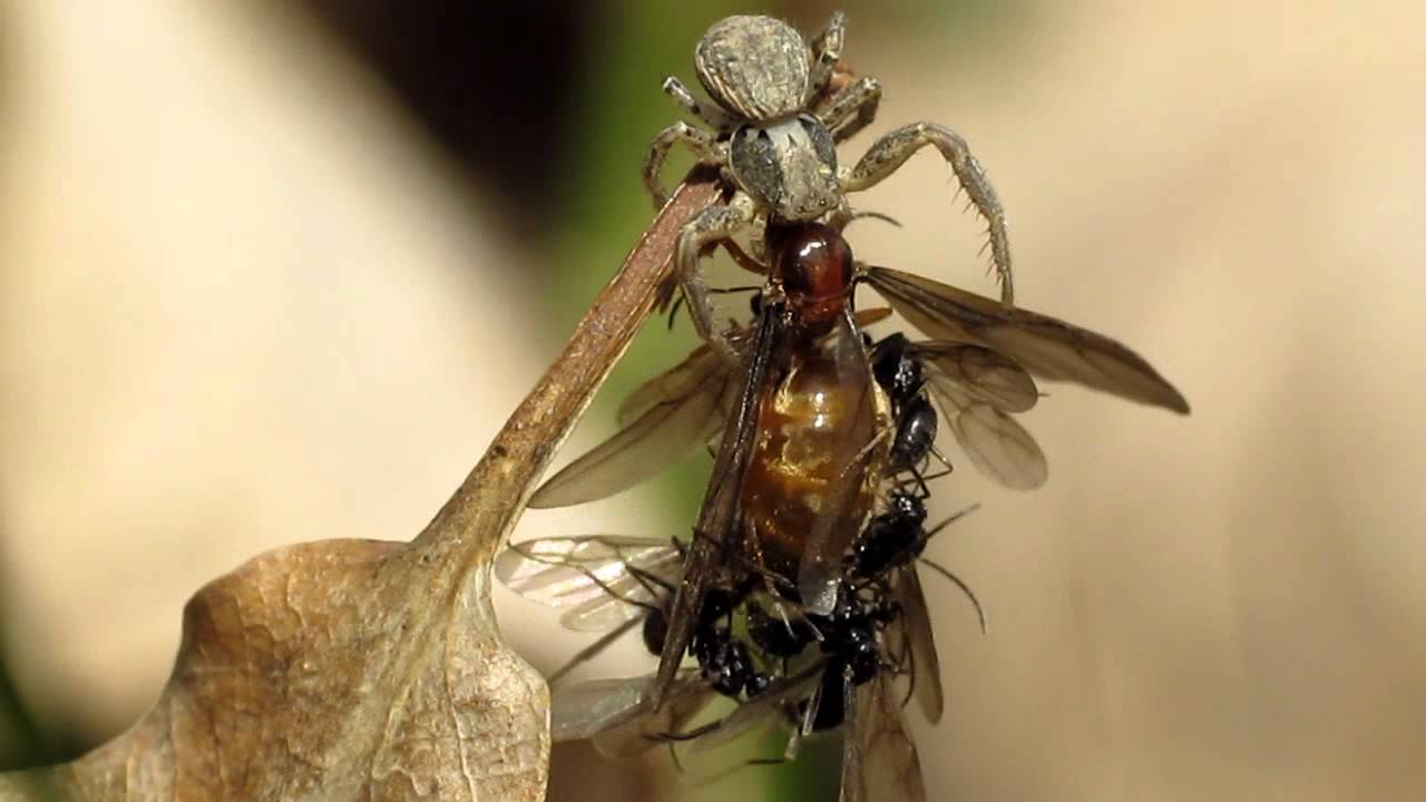 Крылатых муравьев. Prenolepis melanogaster муравьи. Муравьиная матка с крыльями. Крылатые муравьи. Насекомые похожие на муравьев с крыльями.