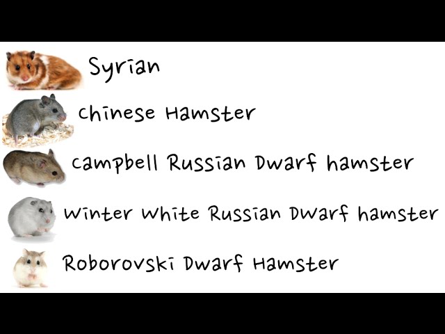 Hamster Breeds