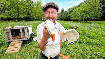 How to Protect Your Chickens Against Predators | 7 Tricks You Probably Haven