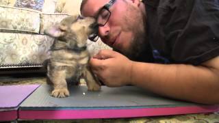 Norwich Terrier puppy meets complete strangers and a new puppy training  equipment