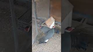 Синий Ушастый Фазан #shortvideo #birds #алматы #птицеводство #chicken #разведение #rooster #фазаны