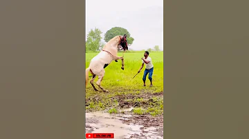 WhatsApp Horse Status 