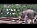 North East Indian Elephant In Logging Operation