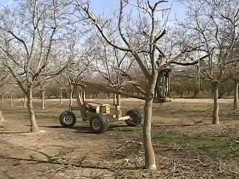 English walnut time trees year to trim of