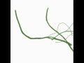 mileece - fern