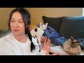 Hangout with me and my cats!