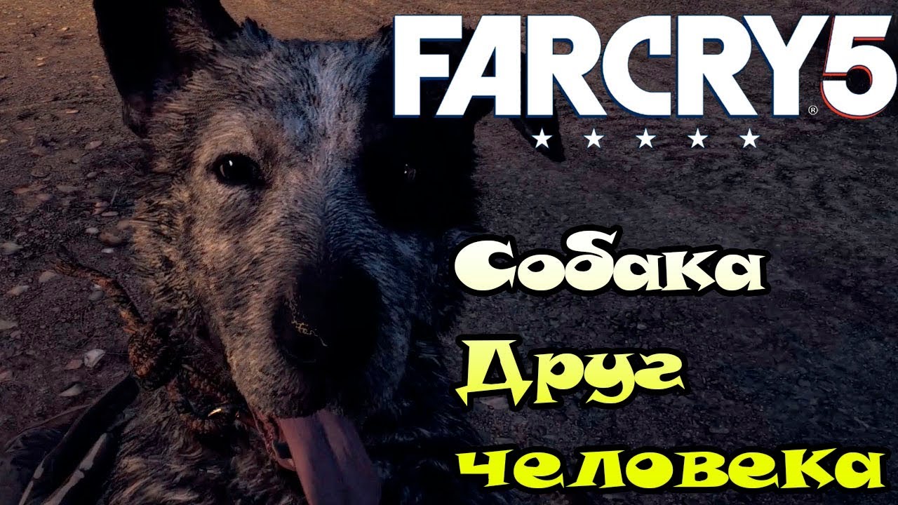 Фар край примал животные