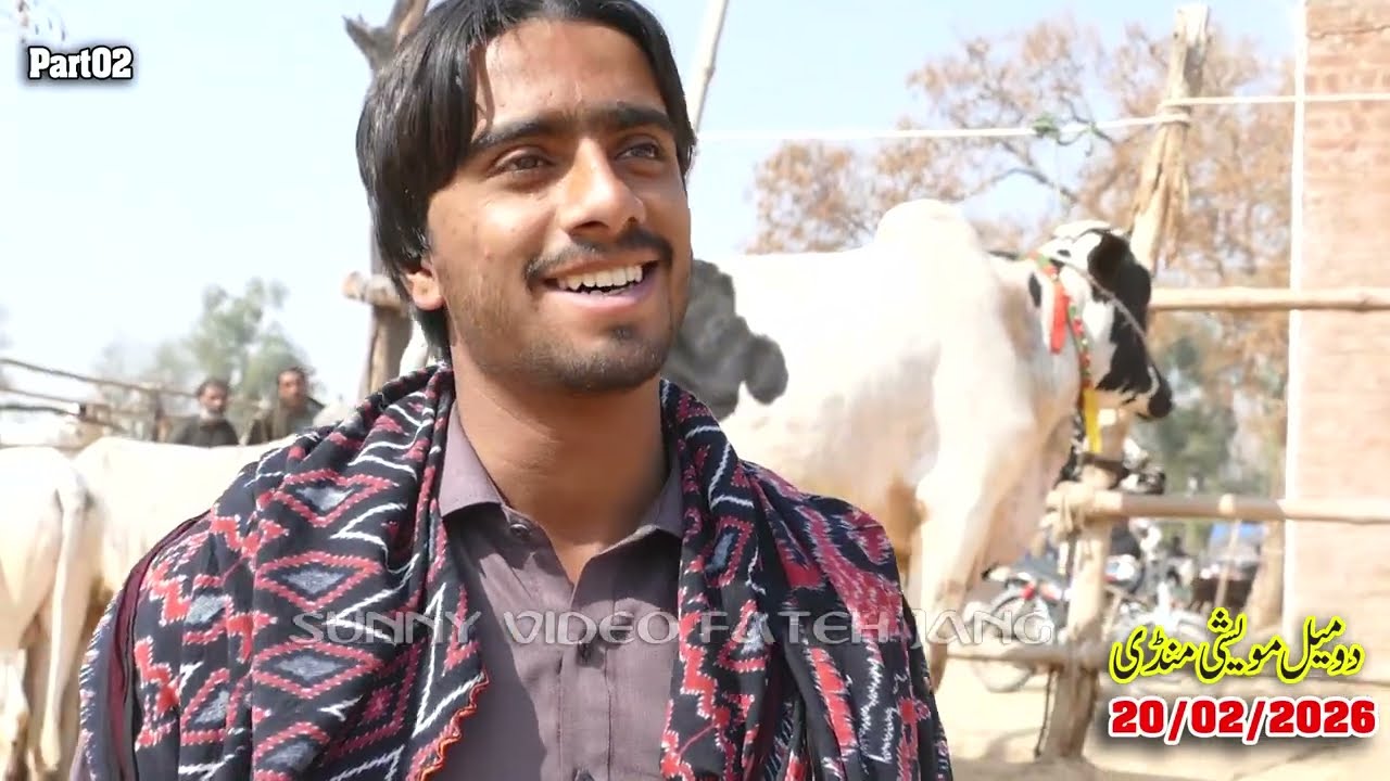 Today Domail Mandi Fatehjang Rate’s update20/Feb2026-Part02Sunny Video Fateh Jang Cow Mandi 2026