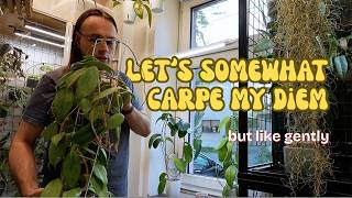 Hoya care day(s) 🧖🏻‍♀️ | plant cabinet refresh ✨ repotting, pest treatment