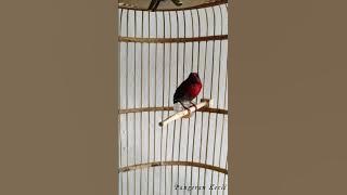 Sepah Raja GACOR Kejepit Menjerit !!!