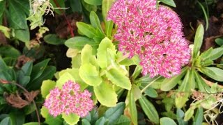 Sedum 'Autumn Joy' Succulent plant in beautiful bright pink flower