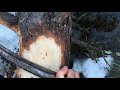 How to make pine bark candy