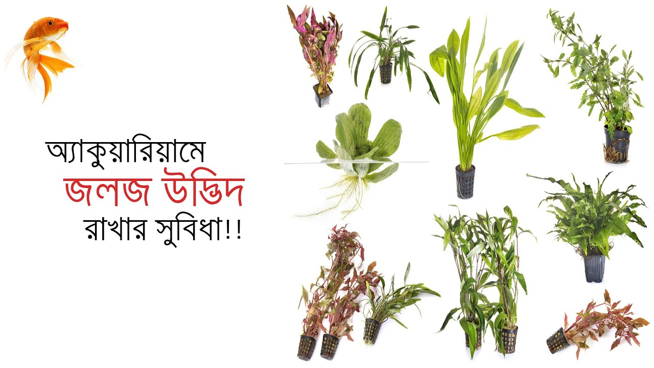 Benefits of Aquatic Plants in Aquarium! অ্যাকুয়ারিয়ামে অ্যাকুয়াটিক