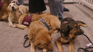 Therapy animals at Microsoft Build 2019