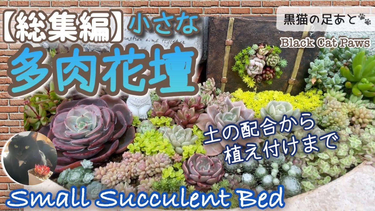 Compilation] [Small Succulent Garden] Vol. 299 - YouTube