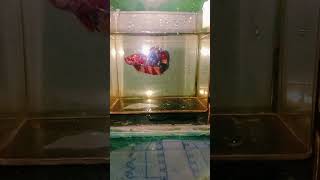 ikan cupang plakat multy colour