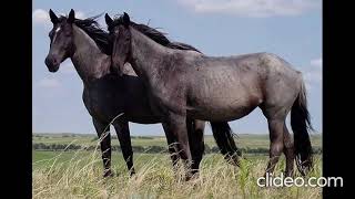 AMERICAN HORSE COLORS AND BREEDS