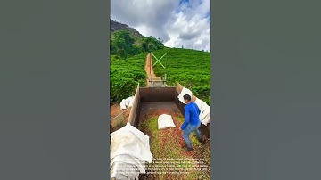 Coffee Bean Harvest: Unloading Freshly Picked Beans at the Farm