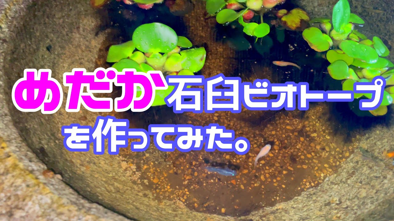 石臼   ガーデニング  メダカ観賞 石臼ガーデニング日本庭園メダカ鉢手水鉢 (haruharu) 大森・金城学院前