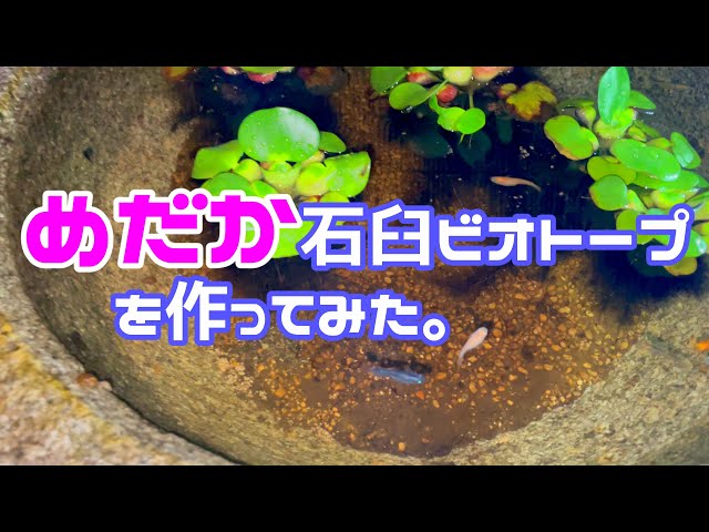 石臼 めだか飼育などに 石臼に久しぶりにメダカが入りました/日田温泉 亀山亭ホテルのブログ