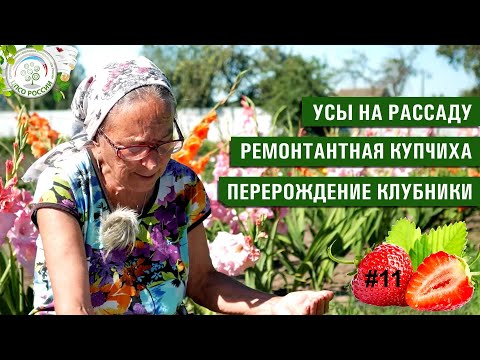 Рассада клубники.  Перерождение сорта.  Советы по уходу за клубникой.