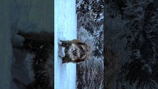 Animals Bear Turtle Dog Monkey Enature