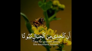 وديع اليمني - تلاوة جميلة