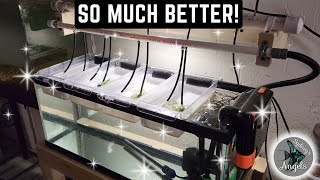 MASTER BREEDER DEAN'S FRY SYSTEM! (NEW AND IMPROVED!)