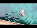 Baby dolphin saying Hello