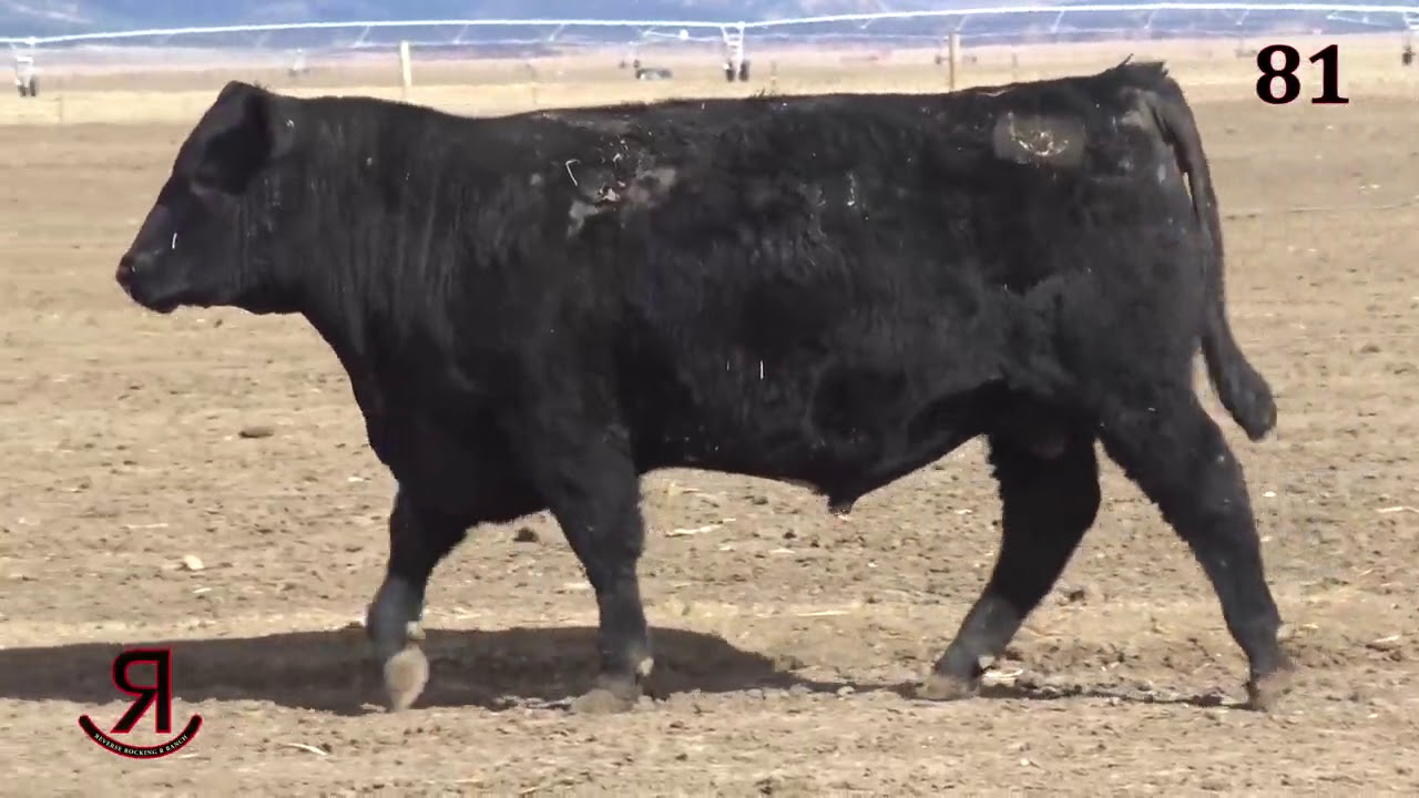 Reverse Rocking R Ranch Lot 81 - YouTube