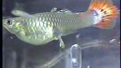 беременная рыбка гуппи. как рожают гуппи рыбки. рыбка гуппи рожает. как определить что рыба беременна гуппи. как рожают гуппи рыбки.