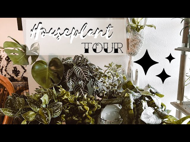Houseplant TOUR - come see all of my plant babies!