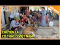 Quảng Ngãi: CHÓ ĐẺ RA HEO Khiến Cả Nước Hiếu Kỳ Đến Xem - Sự Thật Gây Chấn Động
