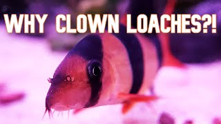 Get Clown Loaches, 5 Reasons Why!!