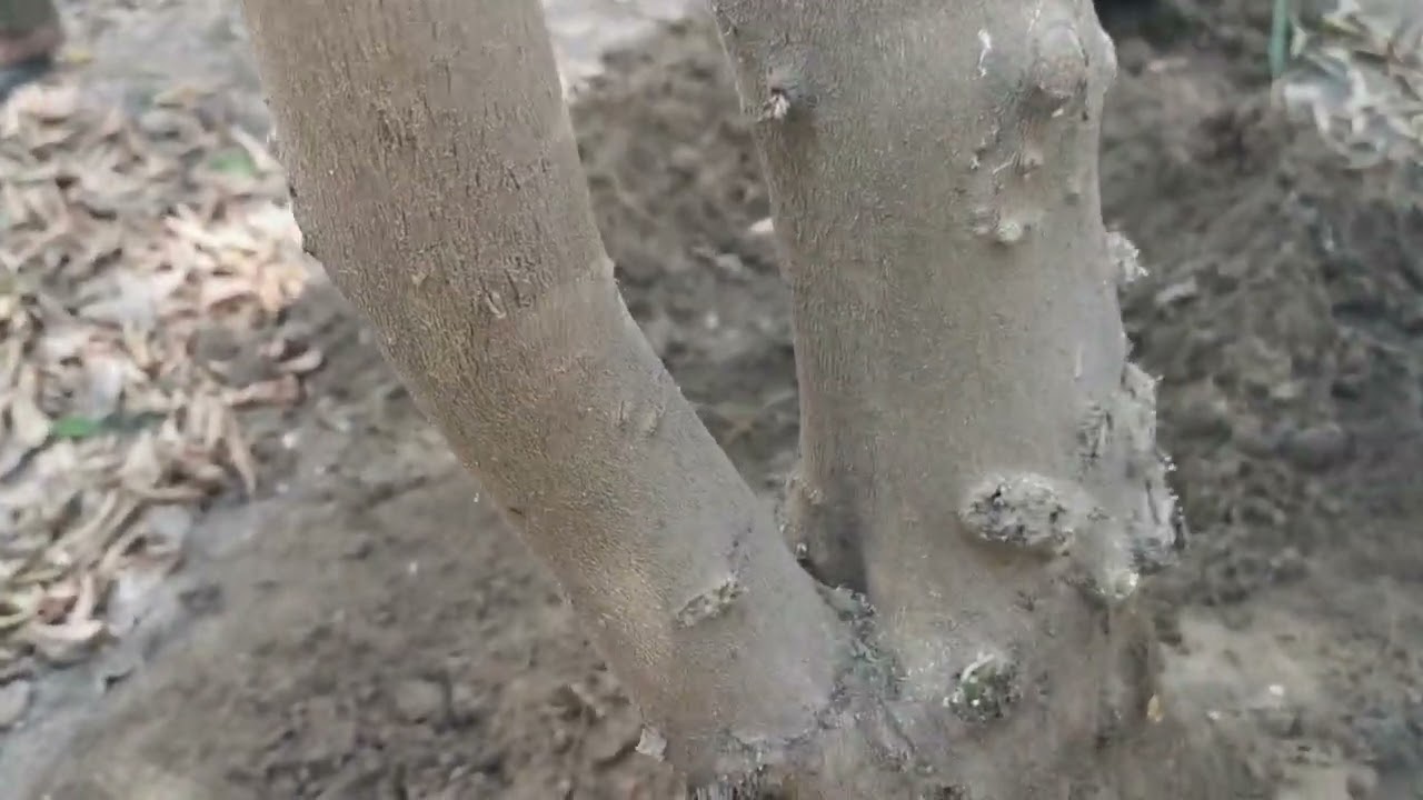 تعديل التقليم الحمضيات