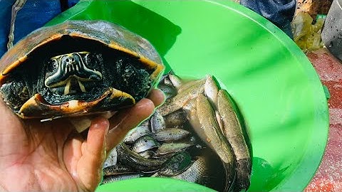 Thăm lờ cá gặp phải cụ rùa quý hiếm 🐢#quangthốngvlog 