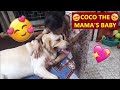 COCO GETS PAMPERED BY MUM WITH LOTS OF CUDDLING | WATCH THE SUPER CUTE VIDEO TILL THE END | 😍💖😘😍💖😘😍💖