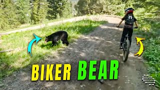 Biker Bikes Past a Black Bear at a Bike Park