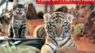 Hổ & Mèo (Truyện Cổ Tích Việt Nam Về Các Loài Vật)