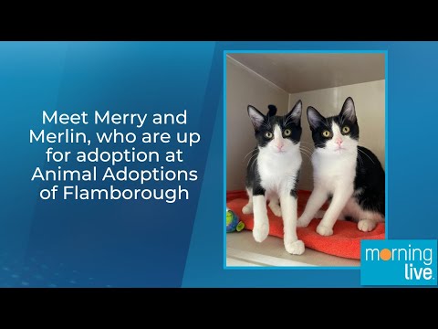 با مری و مرلین آشنا شوید که برای فرزندخواندگی به مراکز نگهداری حیوانات در فلامبورو مراجعه می کنند