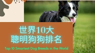 世界10大聰明狗狗排名  Top 10 Smartest Dog Breeds in the World