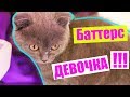 КОТ БАТТЕРС ДЕВОЧКА?