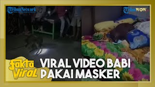 Fakta Viral Video Babi Pakai Masker Terbaring di Atas Ranjang, Warga Sempat Dengar Suara Dengkuran