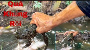 Thăm 12 Cửa Ngục Trúng Mánh Ếch Khủng Lồ Trên Đường Nước Ruộng